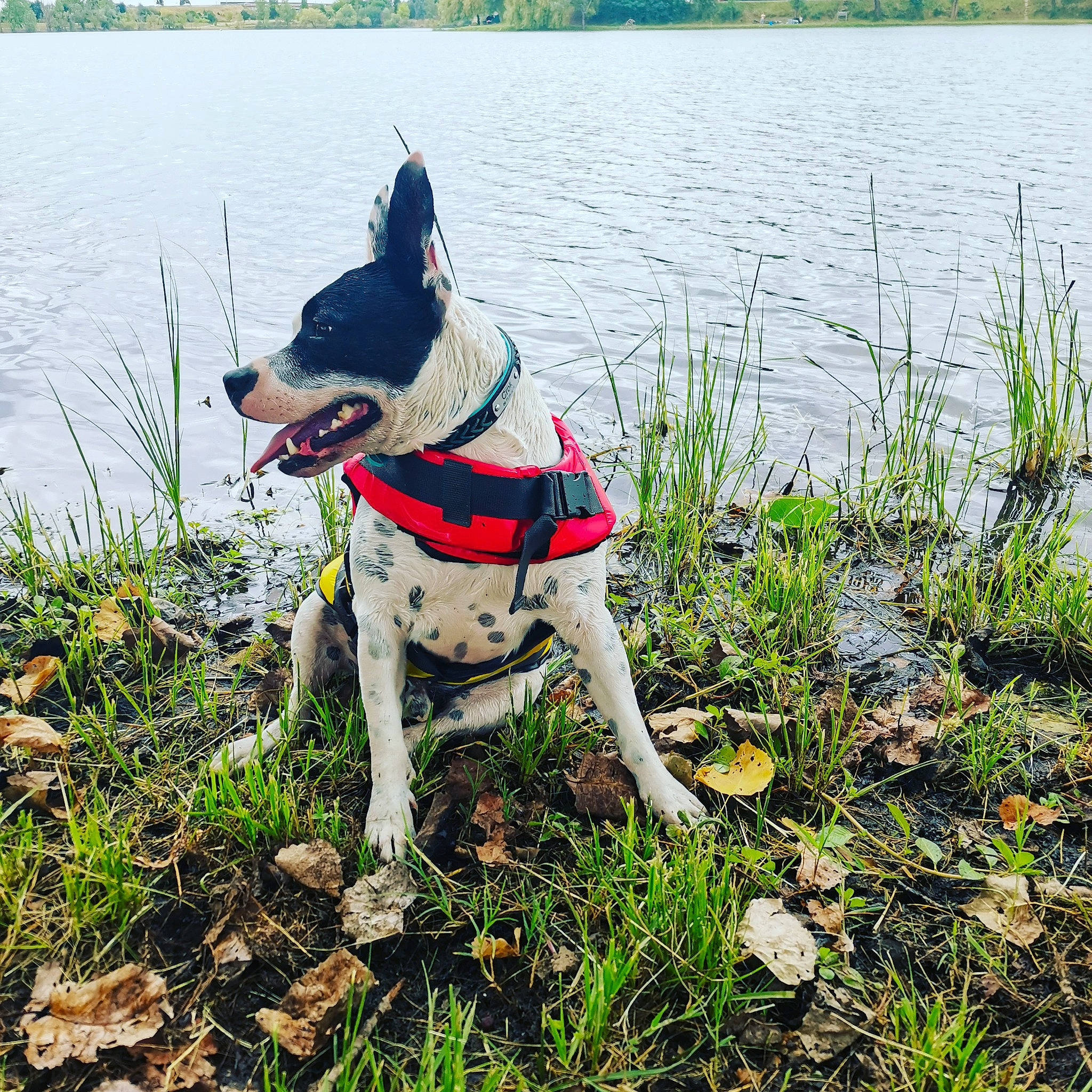 Crok a rejoint le concours — aidez-le/la à gagner de superbes lots ! canidae, carnivore, collar, companion_dog, dog, dog_breed, dog_clothes, dog_collar, dog_supply, fawn, grass, lake, leash, pet_supply, plant, recreation, sporting_group, tail, water, working_animal