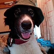 Yago a rejoint le concours — aidez-le/la à gagner de superbes lots ! dog, pet, animal, indoors, hat, bucket_hat, tongue_out, collar, bed, blanket, cozy, fur, closeup, portrait, cute, black_and_white, happy, canine, domestic_animal, relaxed