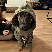 Aby a rejoint le concours — aidez-le/la à gagner de superbes lots ! dog, hoodie, pet, indoor, living_room, wooden_floor, person, television, plant, table, seated, casual, cozy, brown, black, cute, animal, clothing, portrait, looking_up