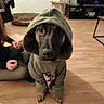 dog, hoodie, pet, indoor, living_room, wooden_floor, person, television, plant, table, seated, casual, cozy, brown, black, cute, animal, clothing, portrait, looking_up