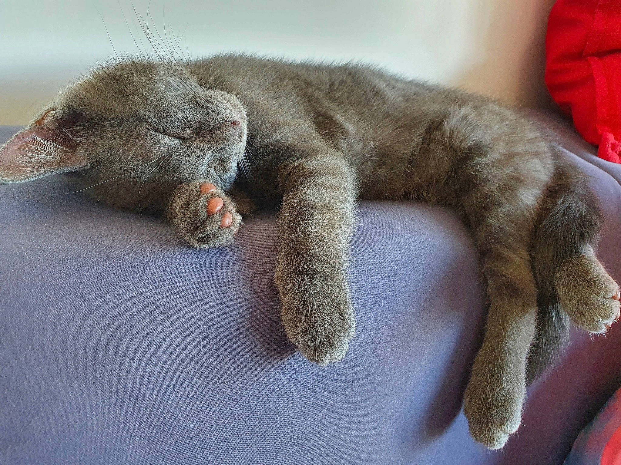 Stitch a rejoint le concours — aidez-le/la à gagner de superbes lots ! british_shorthair, carnivore, cat, chartreux, claw, domestic_short_haired_cat, fawn, felidae, fur, nap, paw, russian_blue, sleep, small_to_medium_sized_cats, tail, whiskers