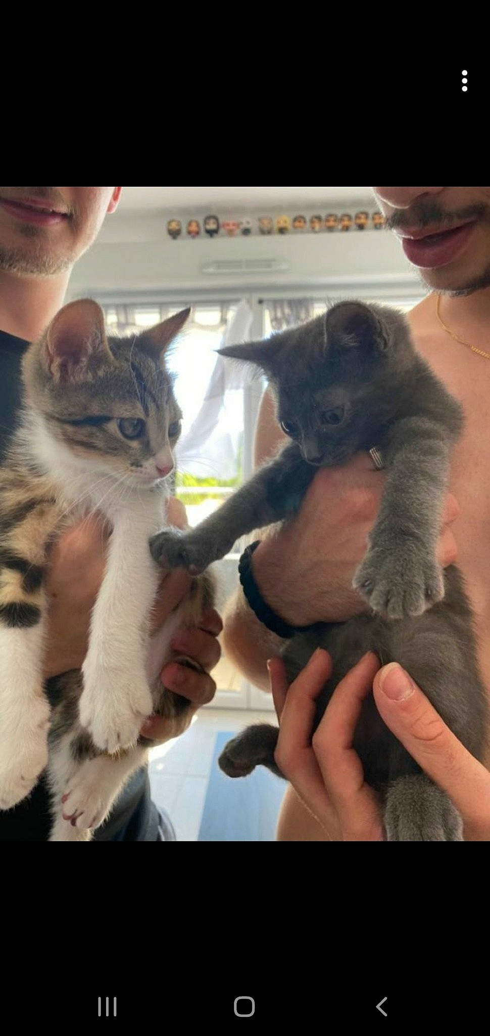 Stitch participe au concours pour gagner de l'argent avec cette photo : asian, carnivore, cat, claw, domestic_short_haired_cat, felidae, fur, german_rex, kitten, paw, photo_caption, polydactyl_cat, small_to_medium_sized_cats, whiskers