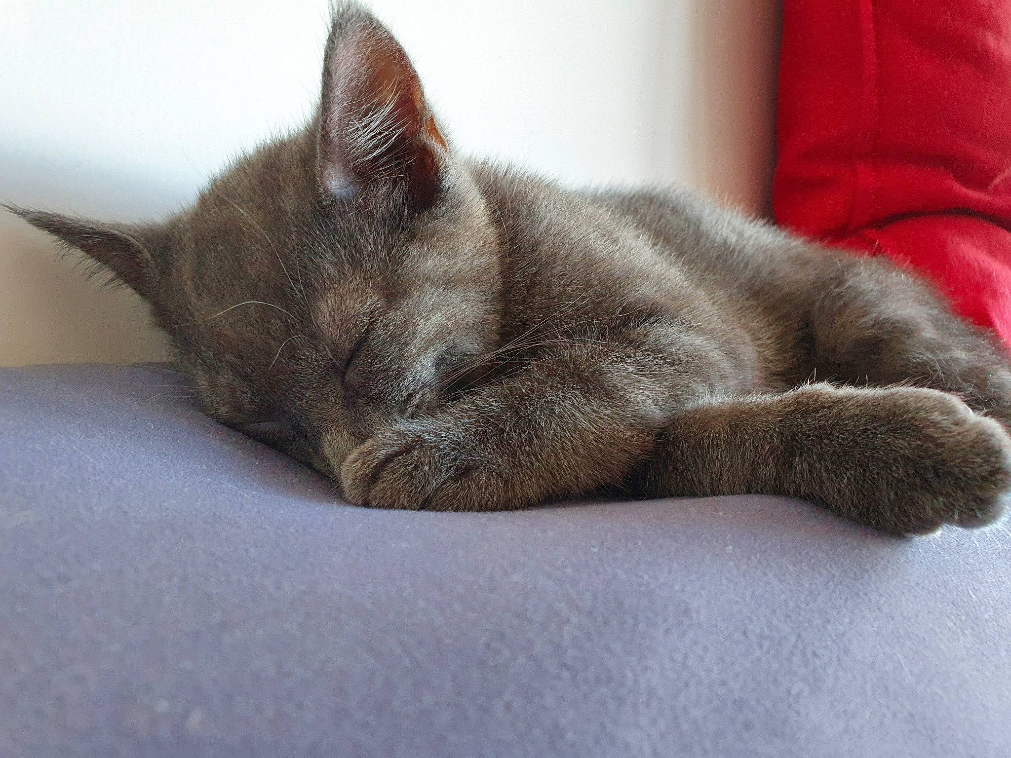 Stitch a rejoint le concours — aidez-le/la à gagner de superbes lots ! asian, british_shorthair, burmese, carnivore, cat, chartreux, domestic_short_haired_cat, felidae, korat, mammal, nap, nebelung, paw, russian_blue, sleep, small_to_medium_sized_cats, snout, whiskers