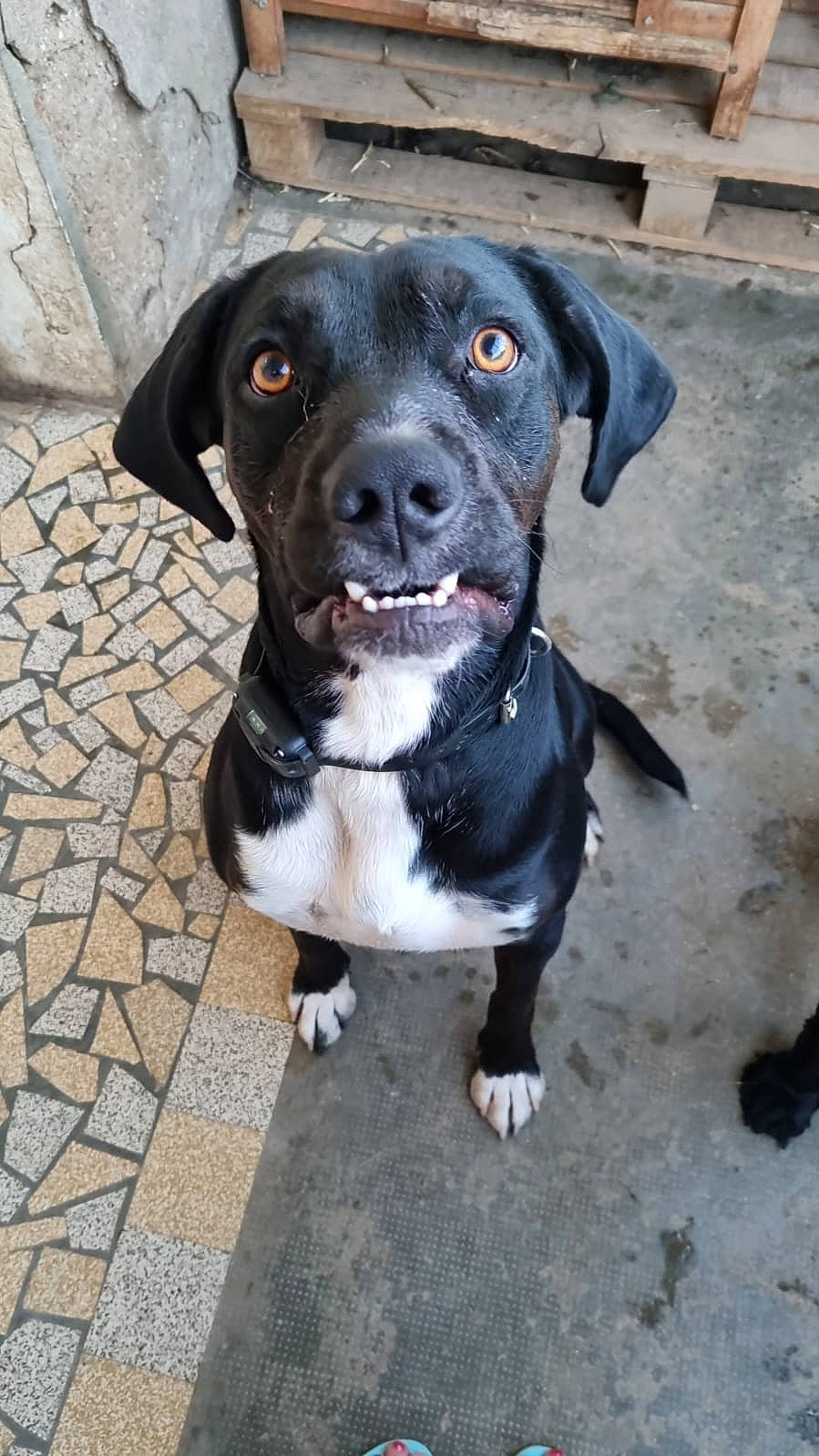 Rocky participe au concours pour gagner de l'argent avec cette photo : borador, canidae, carnivore, collar, companion_dog, dog, dog_breed, dog_collar, fur, hunting_dog, non_sporting_group, road_surface, snout, sporting_group, terrestrial_animal, whiskers, working_animal