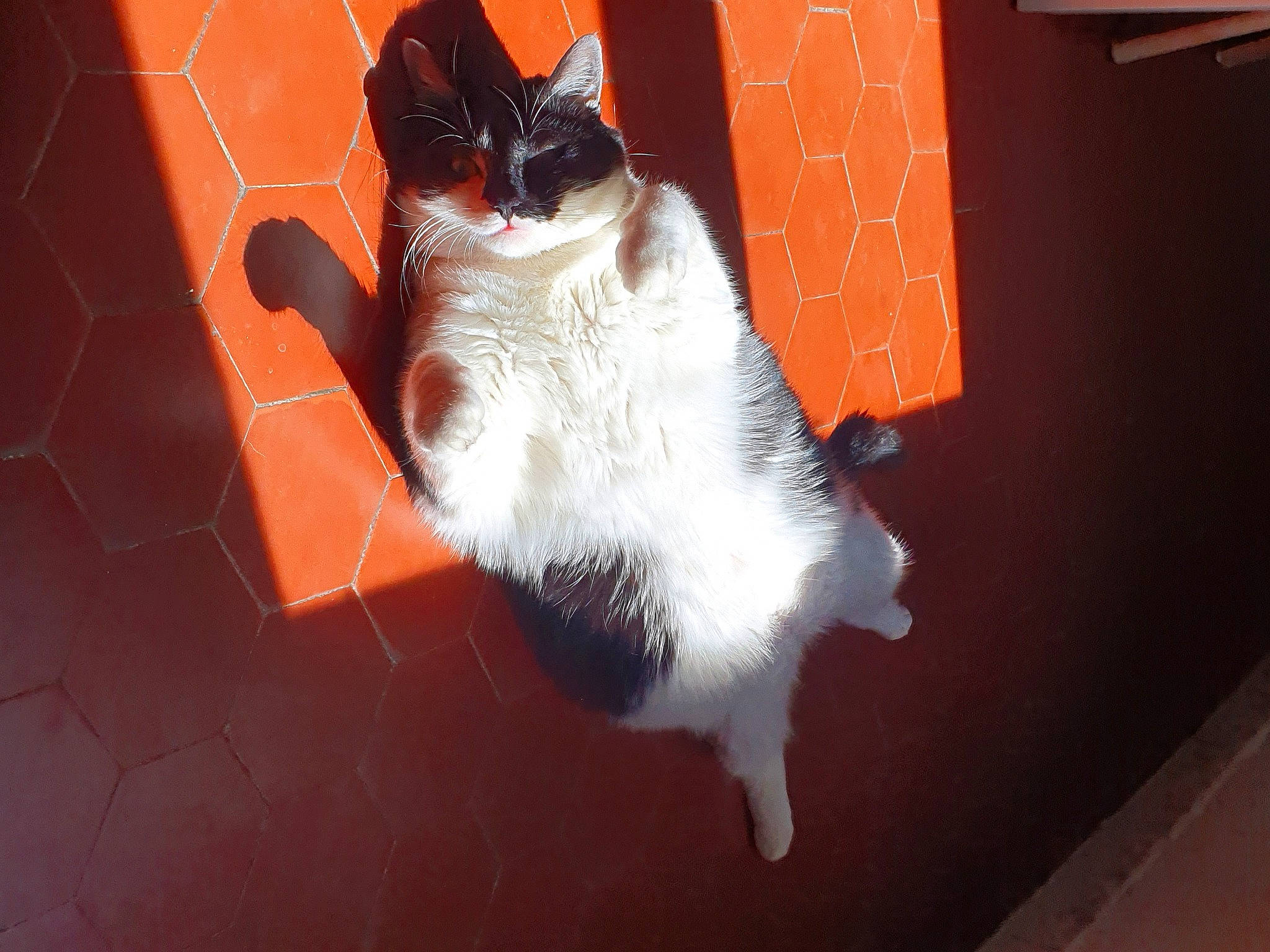 Nikita participe au concours pour gagner de l'argent avec cette photo : canidae, carnivore, cat, dog, dog_breed, fawn, mammal, paw, snout, sporting_group, tail, whiskers