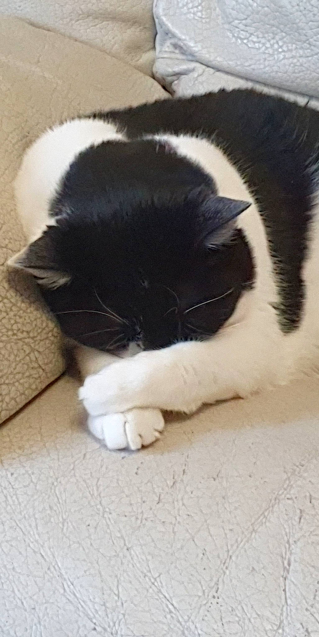 Nikita a rejoint le concours — aidez-le/la à gagner de superbes lots ! black_and_white, black_cat, carnivore, cat, domestic_short_haired_cat, felidae, fur, paw, polydactyl_cat, small_to_medium_sized_cats, snout, tail, whiskers