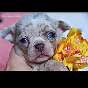 Puppie a rejoint le concours — aidez-le/la à gagner de superbes lots ! puppy, dog, blue_eyes, close_up, cute, animal, pet, yellow_flower, hand, portrait, young, fur, face, ears, pink_nose, domestic_animal, adorable, soft_light, indoor, expression