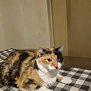 Piper joined the competition — help win amazing prizes! animal, bedspread, calico, cat, checkered, cute, domestic, ears, feline, fur, household, indoor, mammal, pet, portrait, relaxed, resting, side_view, tabby, whiskers