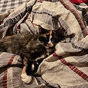 Callie joined the competition — help win amazing prizes! cat, tortoiseshell_cat, pet, blanket, bedding, stripes, fur, paw, whiskers, nose, sleeping, nap, cozy, indoor, bed, fabric, textile, resting, portrait, closeup