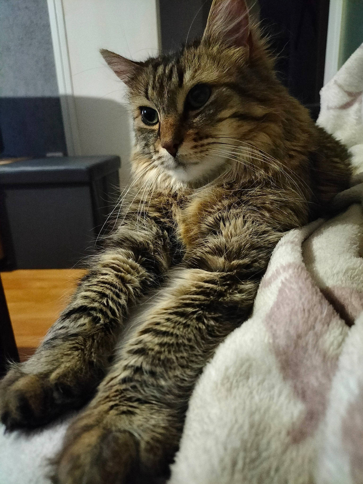 Plumeau a rejoint le concours — aidez-le/la à gagner de superbes lots ! carnivore, cat, claw, comfort, domestic_short_haired_cat, felidae, fur, paw, sitting, small_to_medium_sized_cats, snout, tail, terrestrial_animal, whiskers