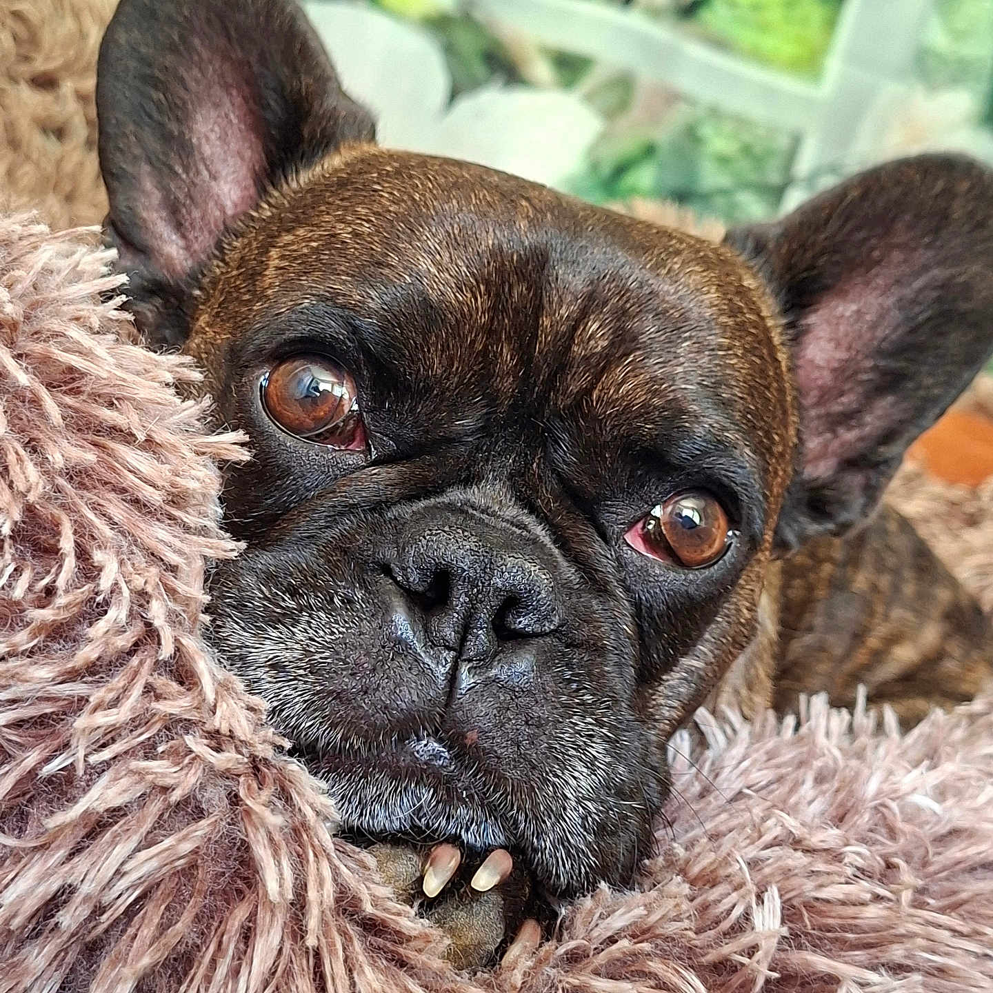 Rafale participe au concours pour gagner de l'argent avec cette photo : animal, brown, close_up, cozy, cushion, cute, dog, ears, eyes, face, fluffy, french_bulldog, fur, indoor, nail, paw, pet, portrait, resting, snout