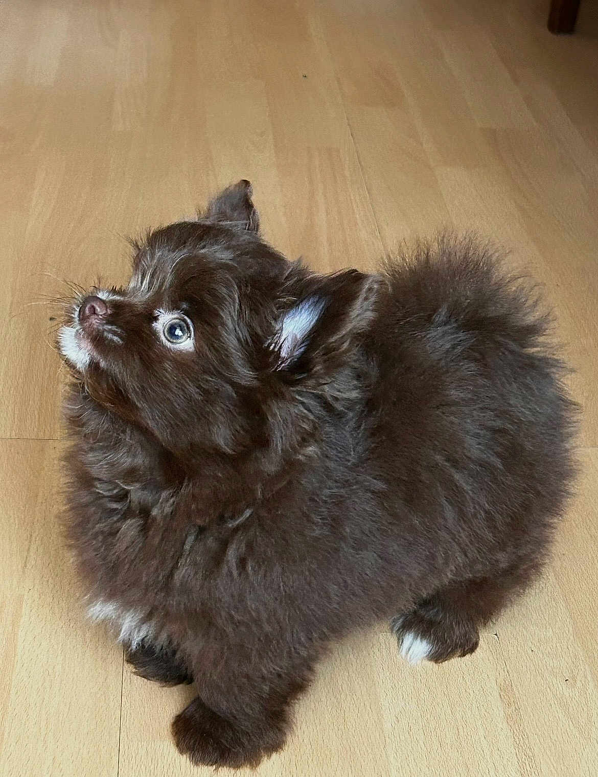 Ace a rejoint le concours — aidez-le/la à gagner de superbes lots ! puppy, dog, brown_fur, fluffy, cute, pet, indoor, wooden_floor, small_dog, white_paws, fur, animal, looking_up, domestic_animal, adorable, young_dog, companion, mammal, playful, fur_texture