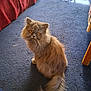 amber_eyes, animal, blue_carpet, cat, cozy, domestic, expression, feline, fluffy, fur, home, indoor, looking_back, pet, red_couch, sitting, sunlight, tail, wicker_chair, window_light