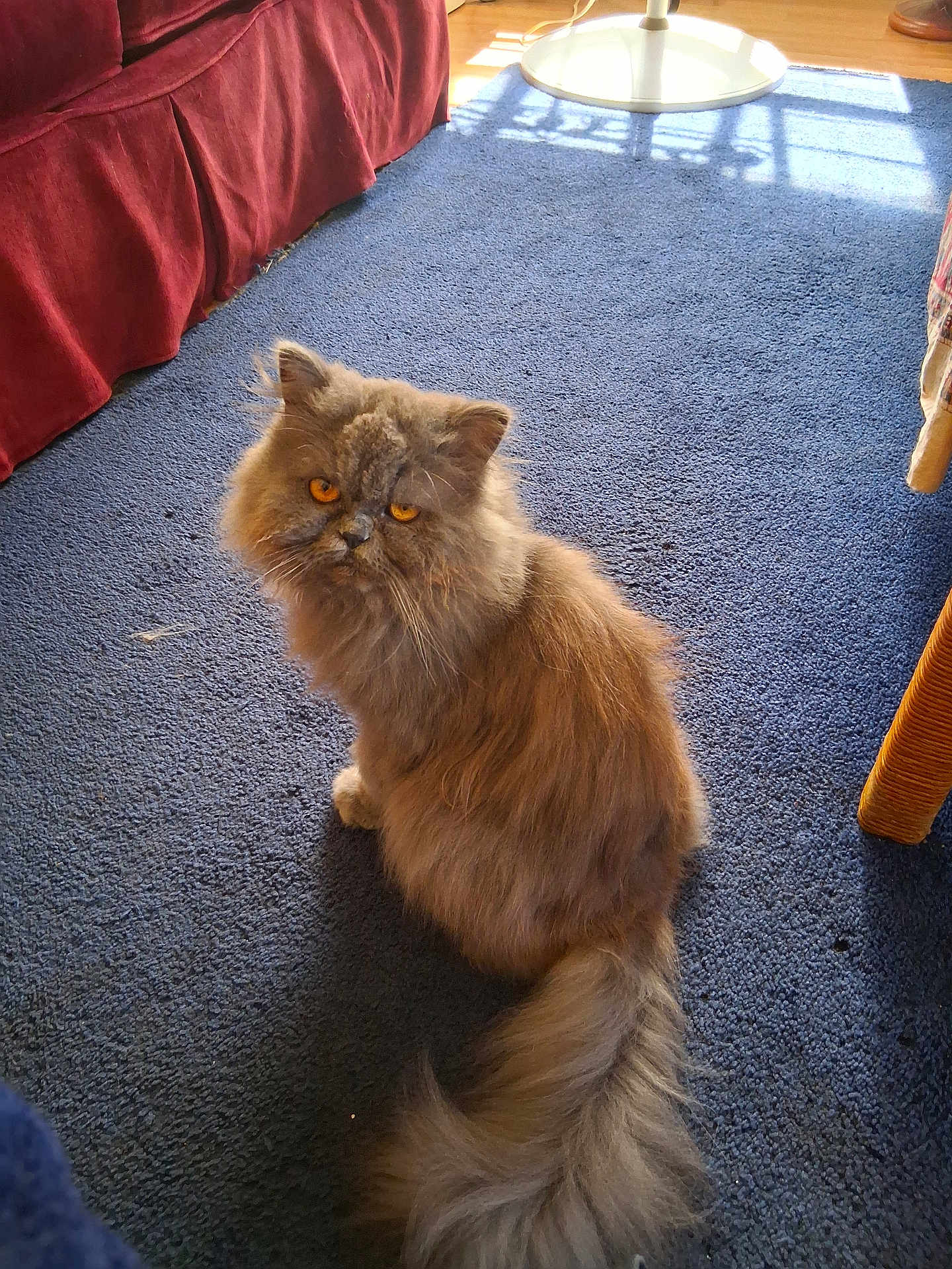 Harlow
