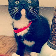 Kooky participe au concours pour gagner de l'argent avec cette photo :