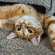 Mufasa joined the competition — help win amazing prizes! cat, ginger_cat, tabby, pet, animal, carpet, floor, upside_down, cute, fur, whiskers, indoor, relaxed, blanket, texture, ears, eyes, nose, portrait, cozy