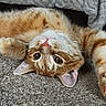 cat, ginger_cat, tabby, pet, animal, carpet, floor, upside_down, cute, fur, whiskers, indoor, relaxed, blanket, texture, ears, eyes, nose, portrait, cozy