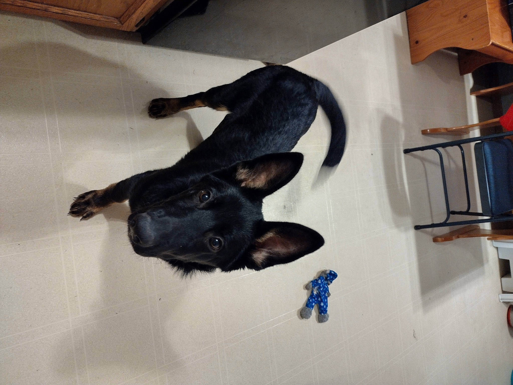 Maxi is registered to the contest to win money with this photo: art, canidae, carnivore, comfort, companion_dog, dog, dog_breed, fawn, flooring, guard_dog, hardwood, non_sporting_group, paw, shelf, sporting_group, tail, terrestrial_animal, working_animal