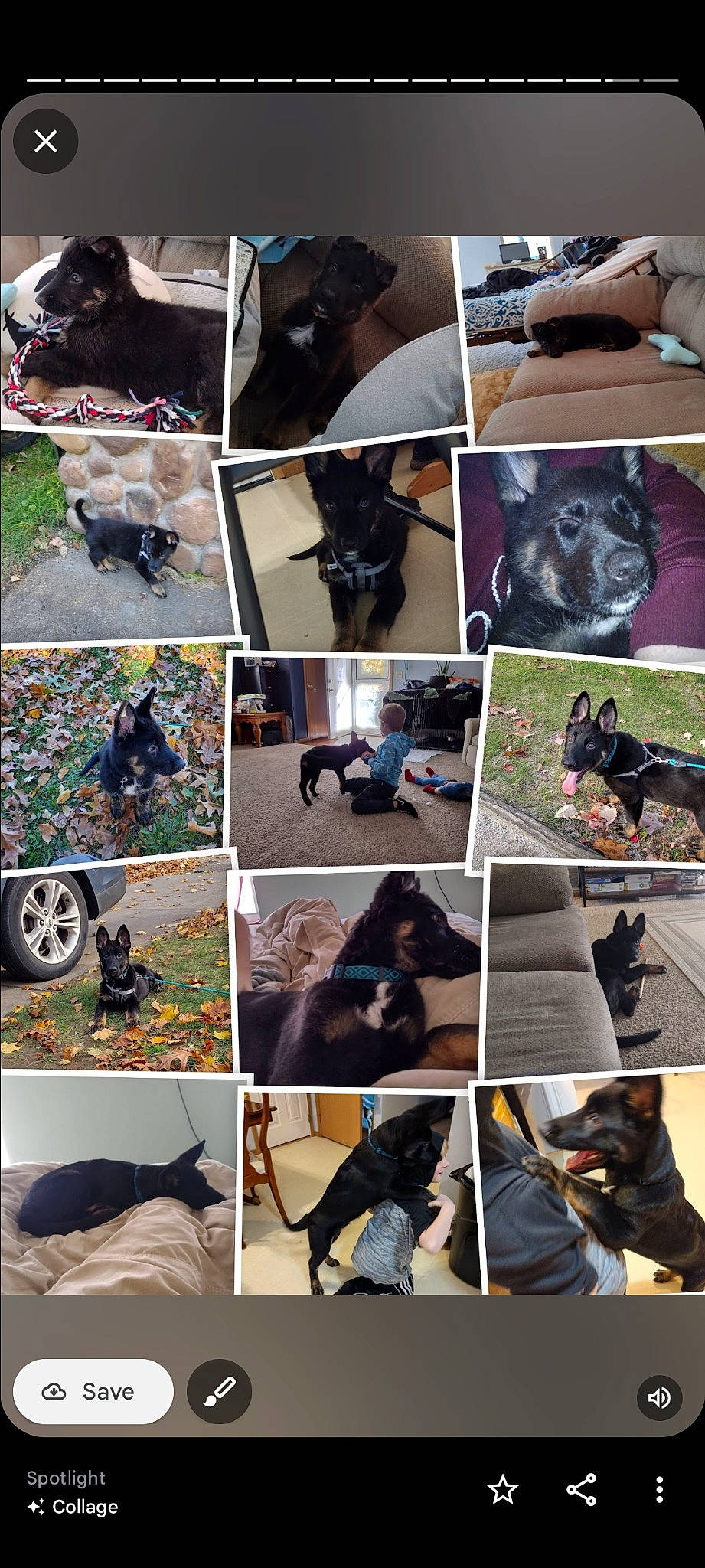 Maxi is registered to the contest to win money with this photo: art, black, carnivore, circle, collage, companion_dog, dog, dog_breed, green, human, mammal, photograph, photography, plant, snapshot, sporting_group, stock_photography, tire, vertebrate, wheel