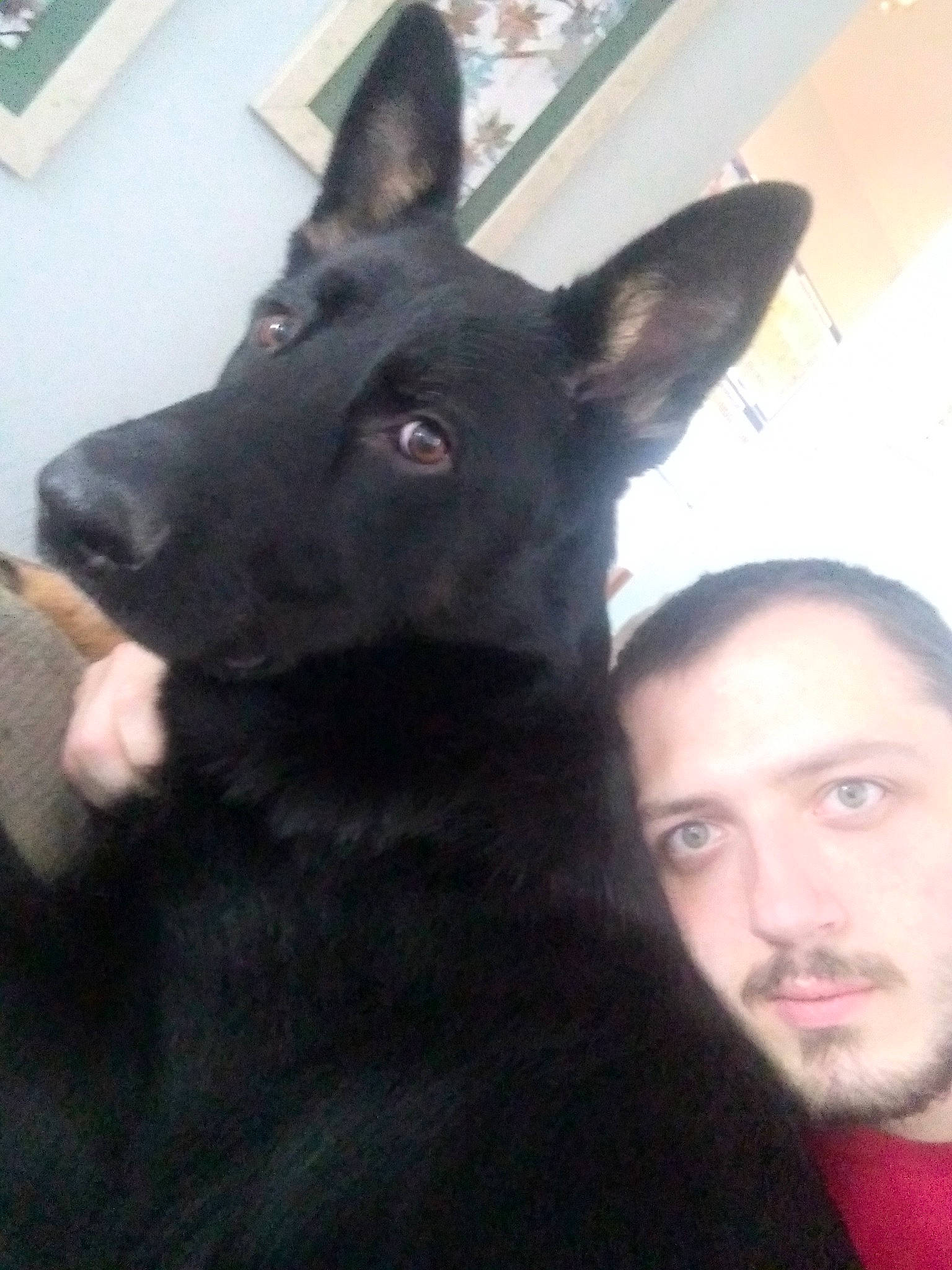 Maxi joined the competition — help win amazing prizes! beard, canidae, carnivore, companion_dog, dog, dog_breed, ear, facial_hair, fur, gesture, jaw, non_sporting_group, sporting_group, throat, whiskers, working_animal, working_dog