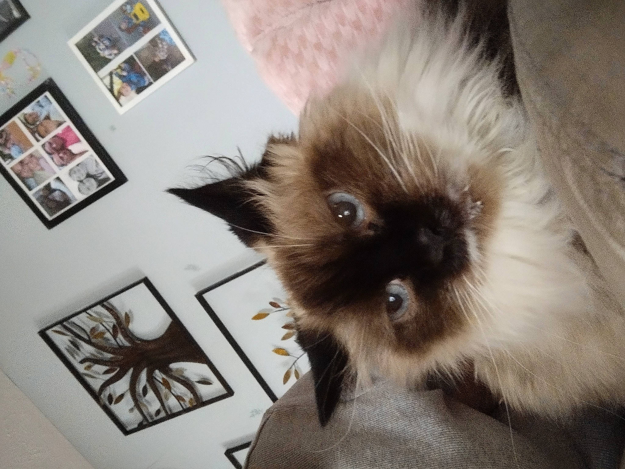 Marie is registered to the contest to win money with this photo: birman, carnivore, cat, companion_dog, event, fawn, felidae, fur, picture_frame, ragdoll, siamese, small_to_medium_sized_cats, snout, whiskers