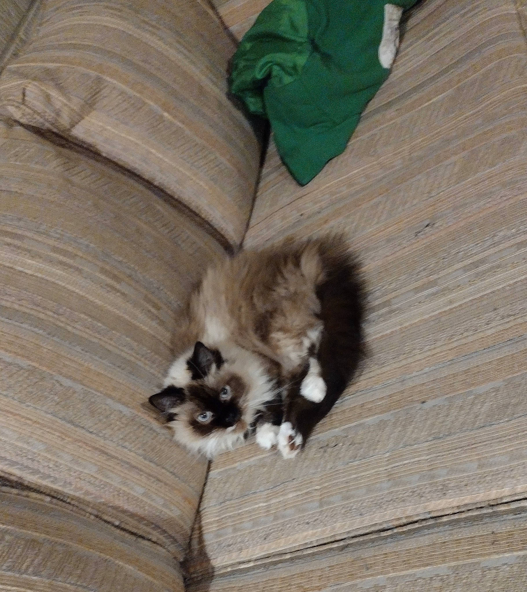 Marie joined the competition — help win amazing prizes! canidae, carnivore, cat, claw, comfort, companion_dog, dog_breed, domestic_short_haired_cat, fawn, felidae, flooring, fur, grey, hardwood, paw, small_to_medium_sized_cats, sporting_group, tail, whiskers, wood