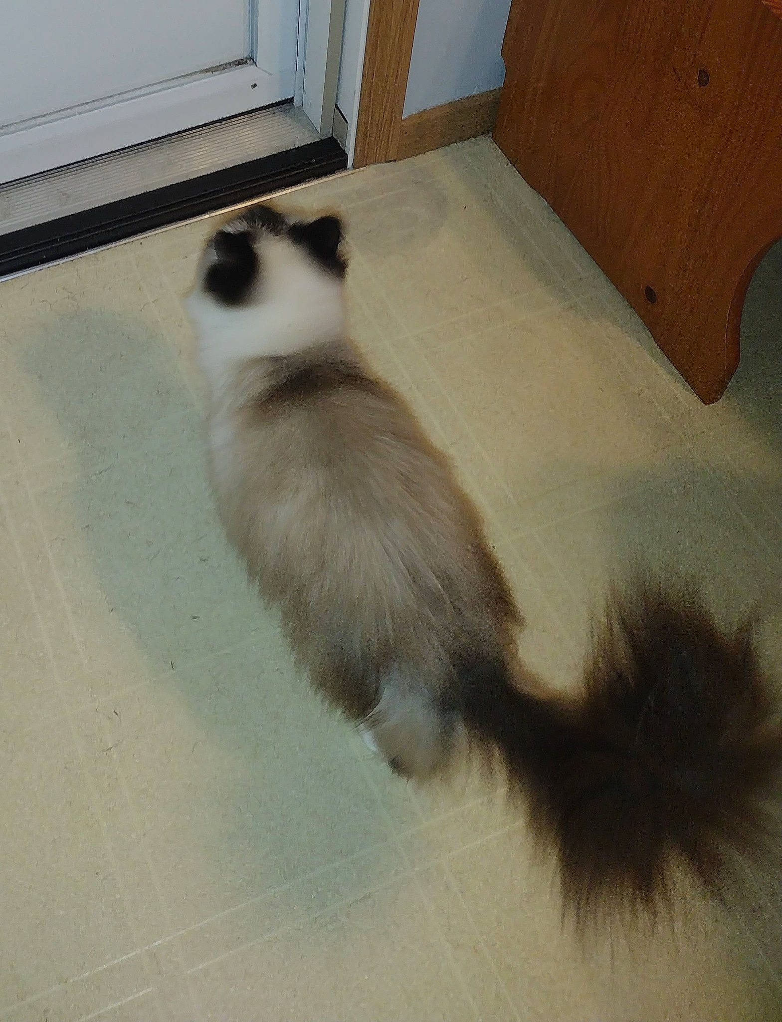 Marie is registered to the contest to win money with this photo: balinese, birman, carnivore, cat, fawn, felidae, floor, flooring, foot, fur, hardwood, paw, shadow, siamese, small_to_medium_sized_cats, snout, tail, terrestrial_animal, whiskers, wood