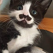 Nezuko a rejoint le concours — aidez-le/la à gagner de superbes lots ! kitten, cat, black_and_white, fur, whiskers, eyes, pet, animal, cute, young, indoor, closeup, face, paw, curious, resting, feline, soft, adorable, portrait
