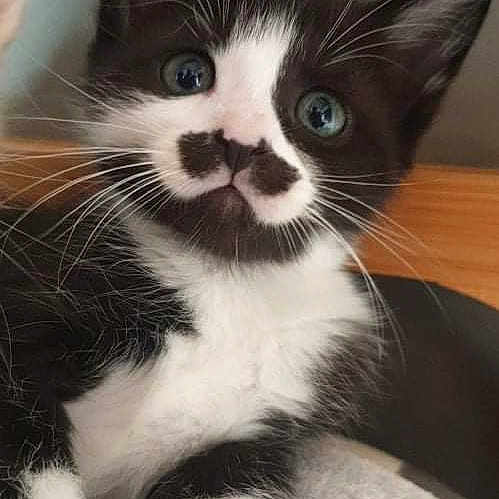 Nezuko a rejoint le concours — aidez-le/la à gagner de superbes lots ! kitten, cat, black_and_white, fur, whiskers, eyes, pet, animal, cute, young, indoor, closeup, face, paw, curious, resting, feline, soft, adorable, portrait