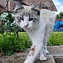 cat, blue_eyes, walking, outdoor, grass, house, sidewalk, plants, sky, clouds, tail, fur, whiskers, ears, nose, paws, garden, daylight, nature, pet