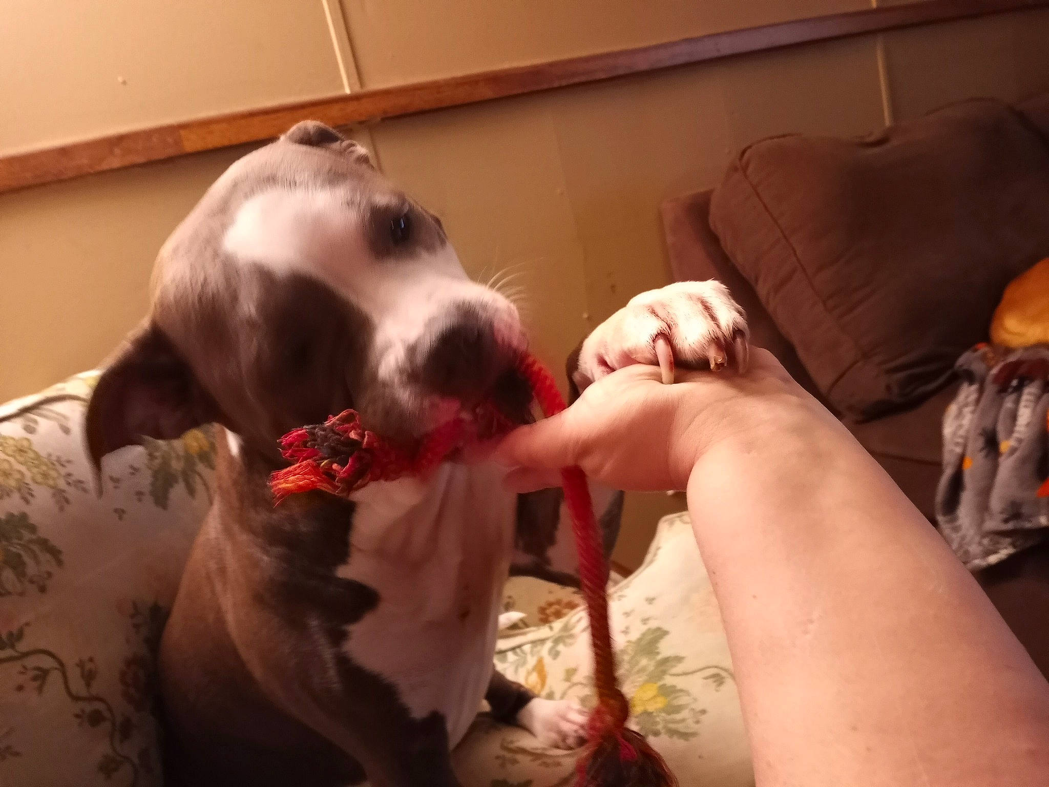 Luci joined the competition — help win amazing prizes! canidae, carnivore, comfort, companion_dog, dog, dog_breed, fawn, flesh, fur, gesture, liver, non_sporting_group, paw, puppy_love, snout, sporting_group, terrier, toy_dog, whiskers, working_animal