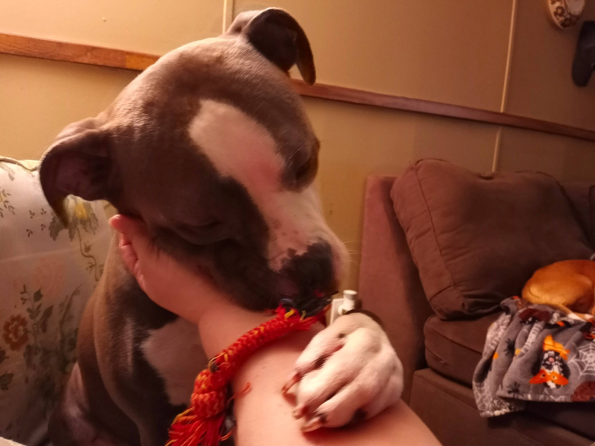 Luci joined the competition — help win amazing prizes! audio_equipment, beard, chest, comfort, companion_dog, ear, eyelash, facial_hair, fashion_accessory, fur, gesture, jaw, jewellery, mouth, nail, neck, selfie, stuffed_toy, toy, whiskers