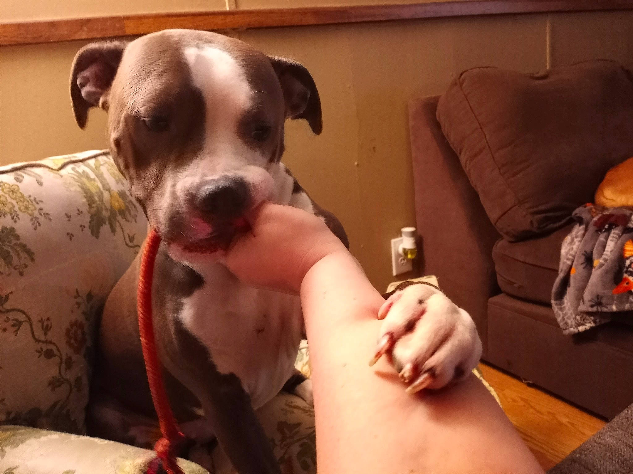 Luci is registered to the contest to win money with this photo: abdomen, barechested, carnivore, chest, comfort, companion_dog, couch, dog, dog_breed, fawn, human_leg, selfie, sitting, snout, thigh, thumb, trunk, whiskers, working_animal, wrist