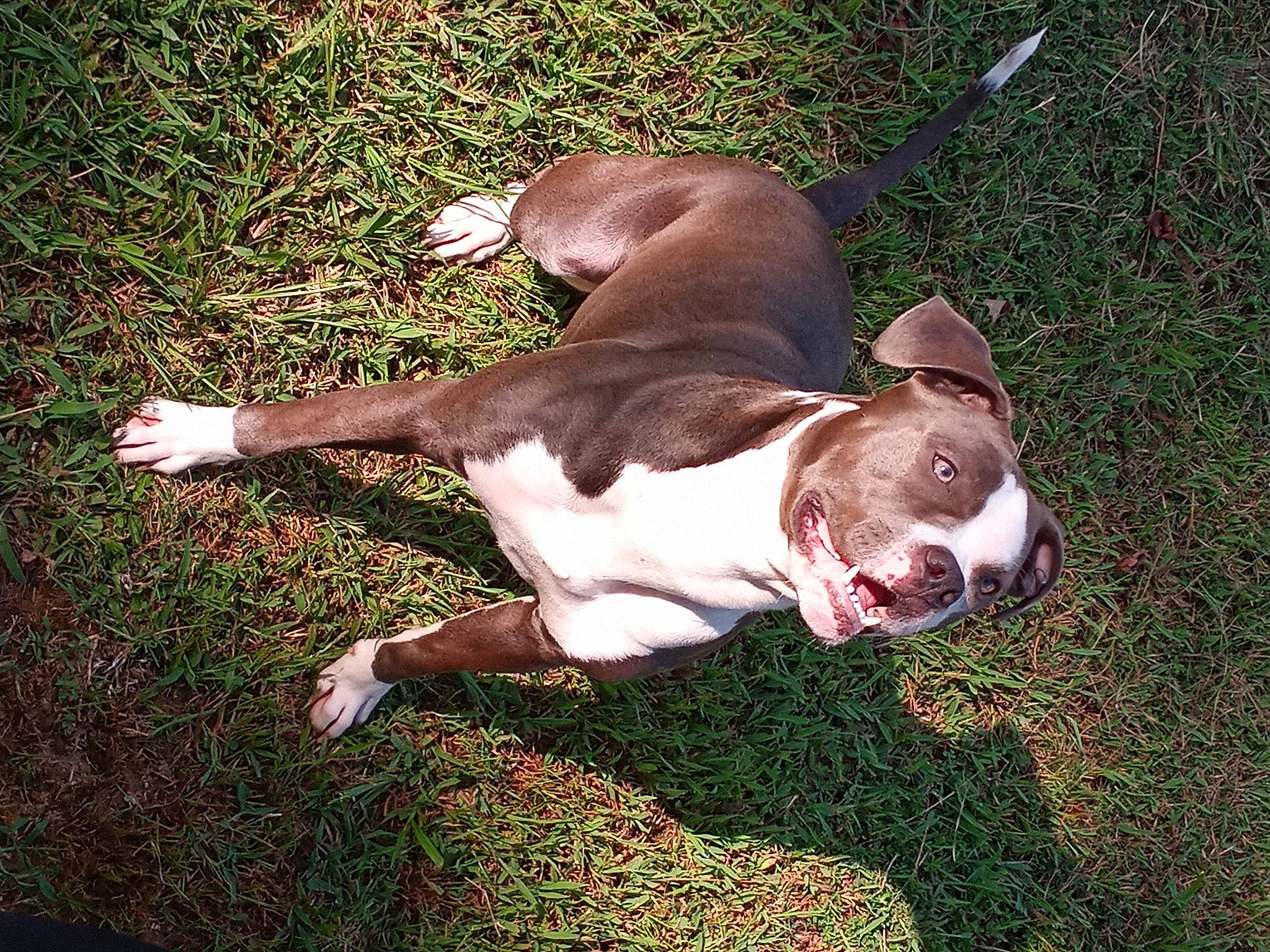 Luci joined the competition — help win amazing prizes! canidae, carnivore, collar, comfort, companion_dog, dog, dog_breed, dog_collar, ear, fawn, grass, liver, pet_supply, plant, snout, sporting_group, tail, terrestrial_animal, whiskers, working_animal