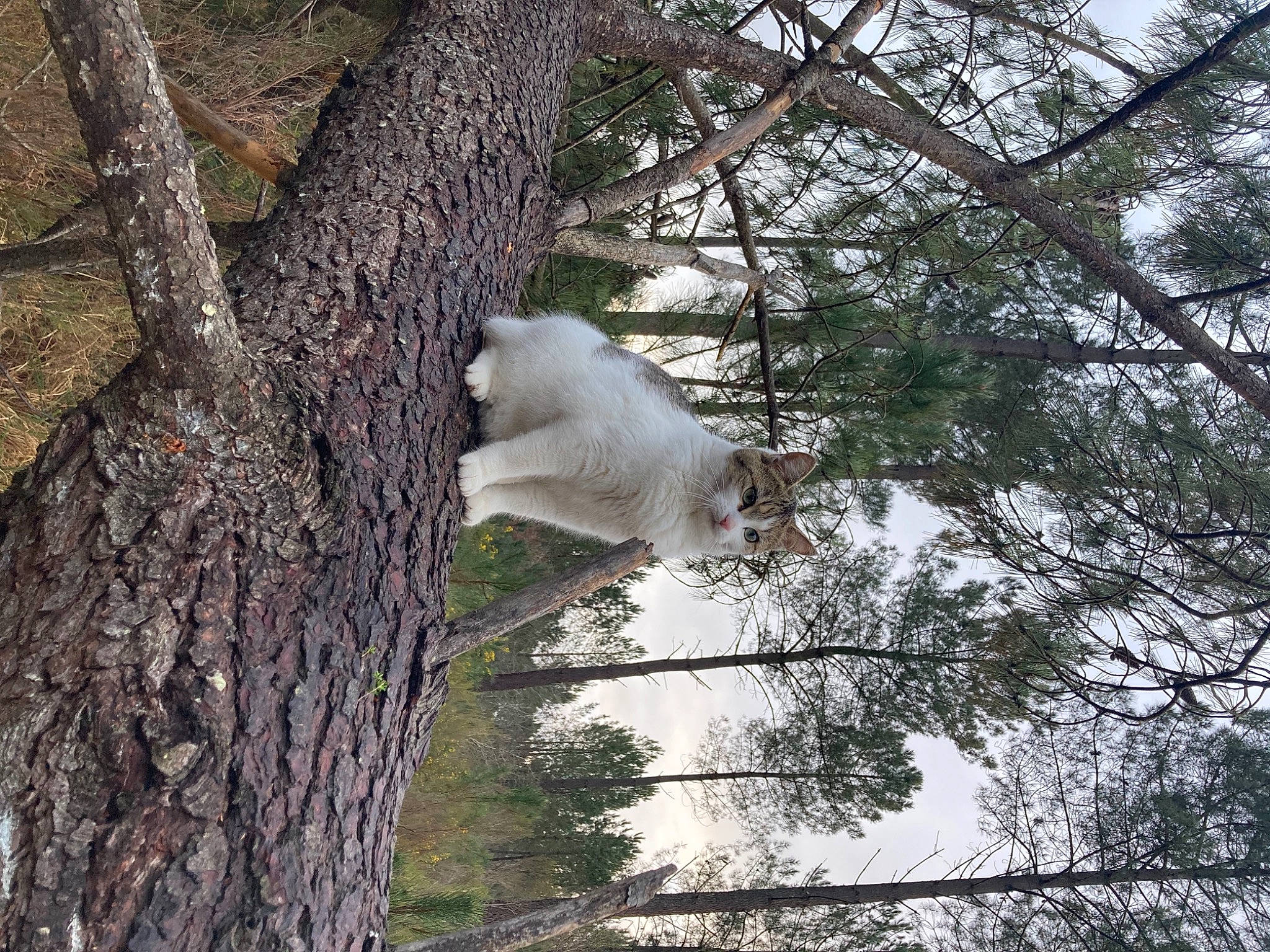 Baozi a rejoint le concours — aidez-le/la à gagner de superbes lots ! beak, fawn, felidae, forest, fur, grass, plant, plant_stem, snout, tail, terrestrial_animal, tree, trunk, twig, vegetation, water, wildlife, winter, wood, woodland