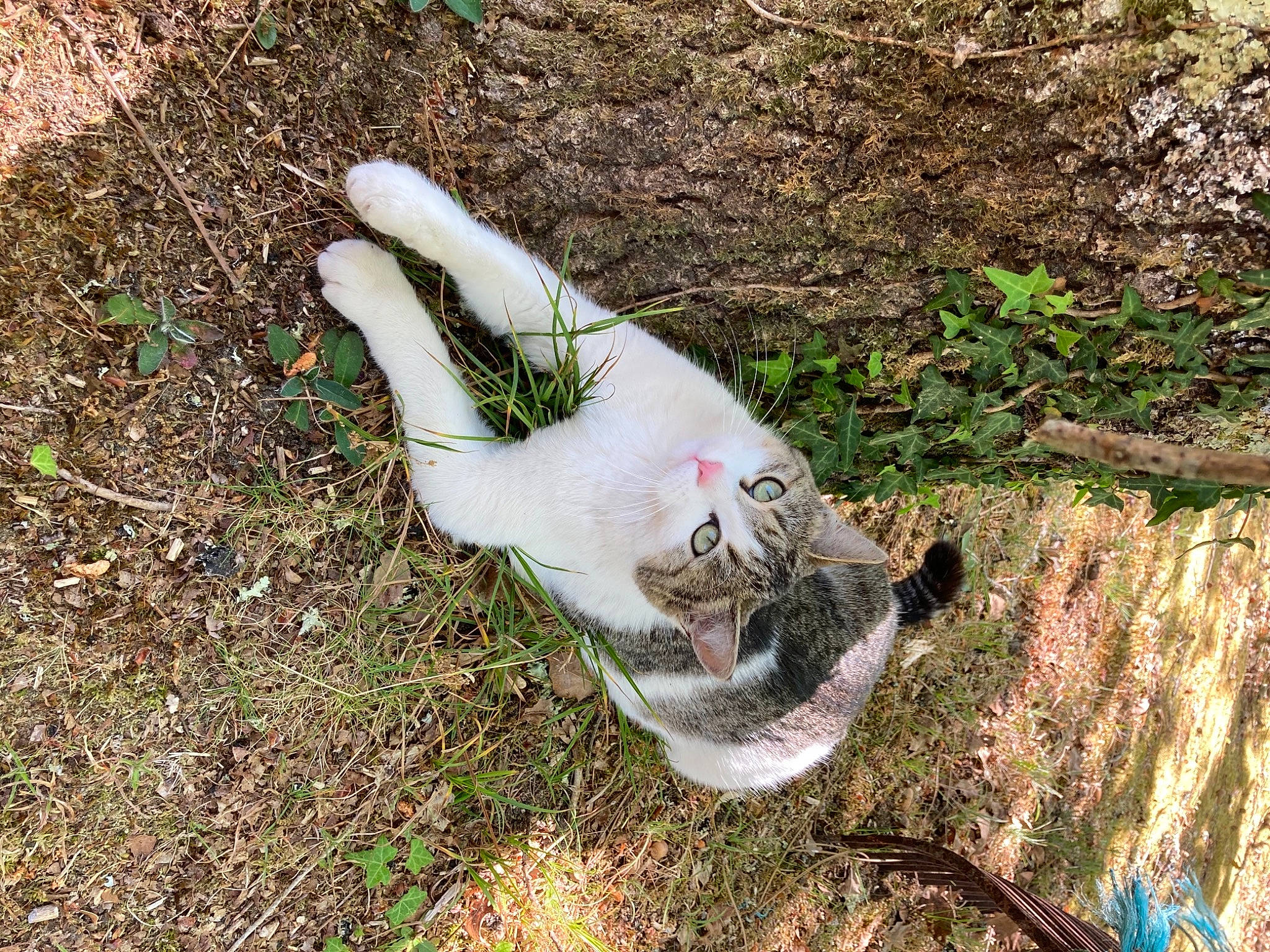 Baozi participe au concours pour gagner de l'argent avec cette photo : carnivore, cat, dog_breed, domestic_short_haired_cat, fawn, felidae, fur, grass, groundcover, human_leg, paw, plant, small_to_medium_sized_cats, soil, tail, terrestrial_animal, thigh, tree, trunk, whiskers