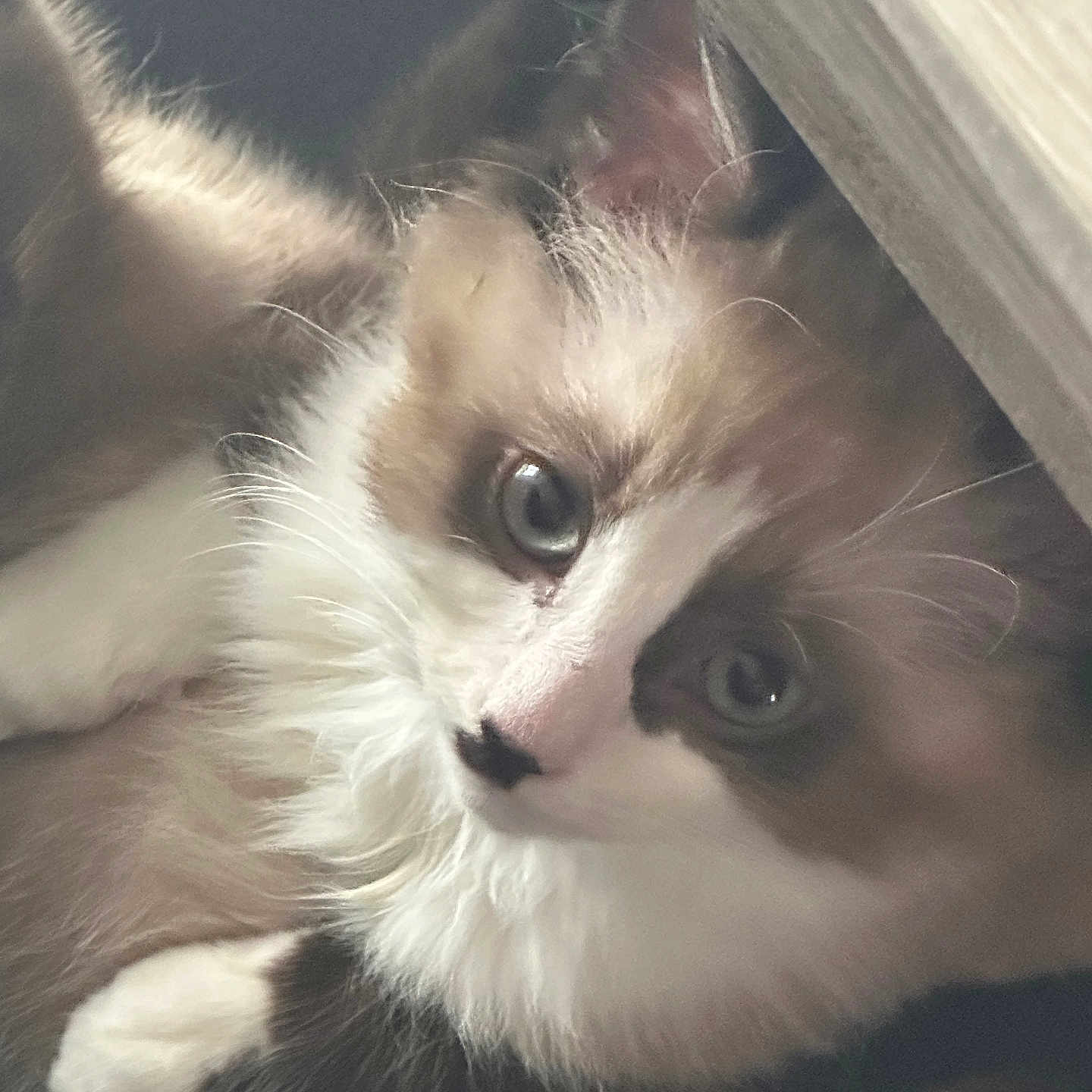 Nougat a rejoint le concours — aidez-le/la à gagner de superbes lots ! angora, animal, bodypart, canine, cat, dog, face, head, indoors, kitten, manx, mouth, person, pet, photography, portrait, puppy, siamese, white, wood