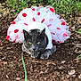 cat, gray_cat, tutu, polka_dots, white_clothing, outdoor, dirt, grass, animal, pet, feline, costume, clothing, cute, resting, nature, greenery, playful, funny, ground
