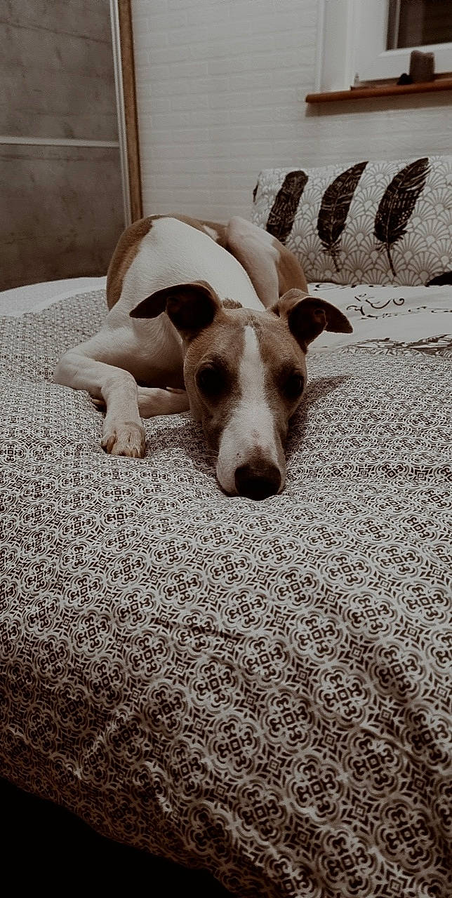 Nachos participe au concours pour gagner de l'argent avec cette photo : canidae, carnivore, comfort, companion_dog, dog, dog_breed, ear, fawn, floor, flooring, human_leg, linens, paw, snout, sporting_group, tail, terrestrial_animal, whiskers, wood, working_animal