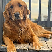 Ihla joined the competition — help win amazing prizes! dog, golden_retriever, pet, animal, outdoor, wooden_porch, relaxed, fur, mammal, canine, paw, face, ears, nose, whiskers, daylight, nature, companion, portrait, resting