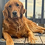 dog, golden_retriever, pet, animal, outdoor, wooden_porch, relaxed, fur, mammal, canine, paw, face, ears, nose, whiskers, daylight, nature, companion, portrait, resting