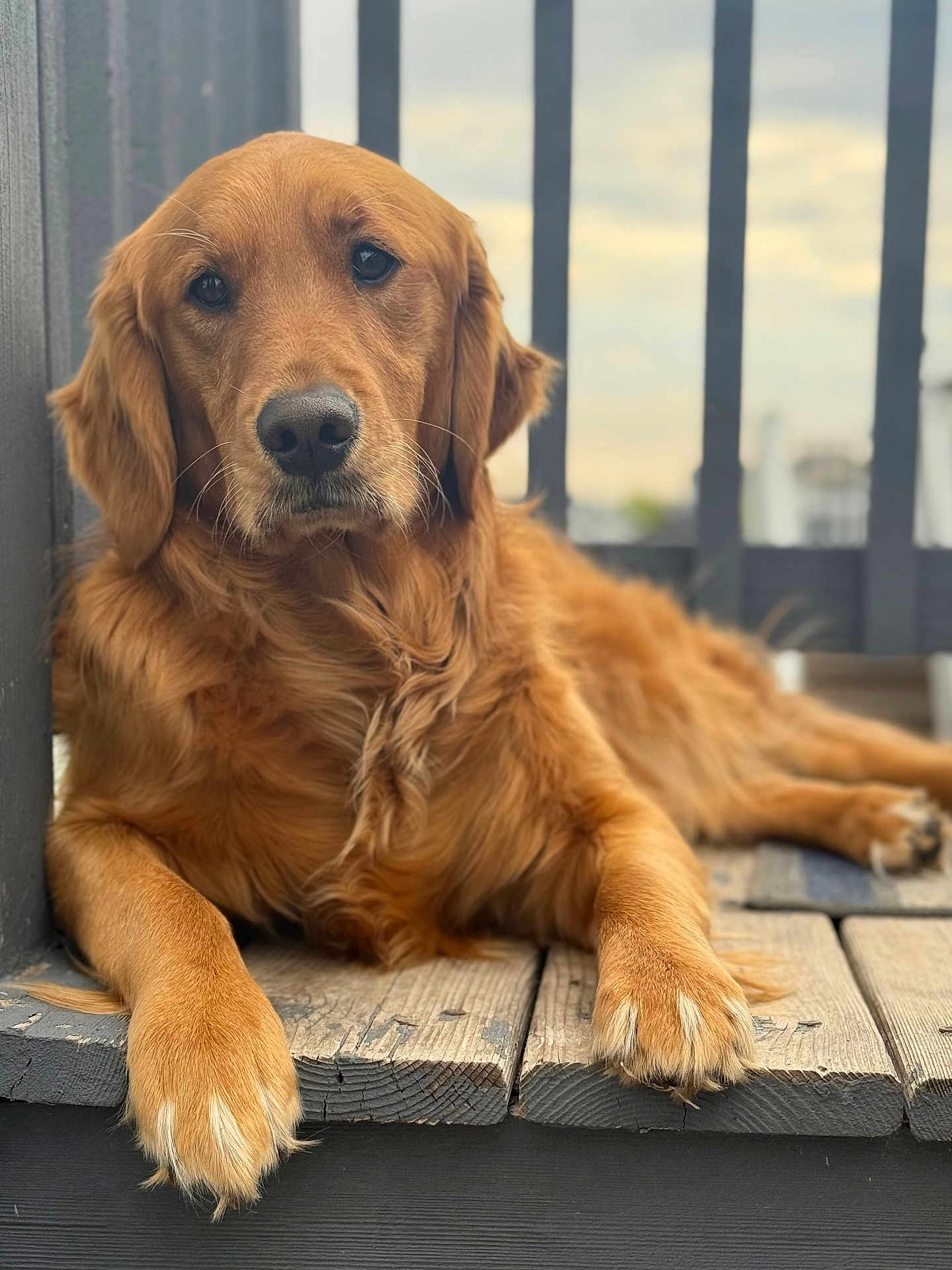 Ihla joined the competition — help win amazing prizes! dog, golden_retriever, pet, animal, outdoor, wooden_porch, relaxed, fur, mammal, canine, paw, face, ears, nose, whiskers, daylight, nature, companion, portrait, resting