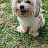 Bailey joined the competition — help win amazing prizes! dog, small_dog, shaggy_dog, white_fur, long_hair, fluffy, happy, smiling, open_mouth, teeth, black_nose, dark_eyes, portrait, closeup, outdoor, grass, clover, garden, leaves, sitting