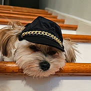 Bailey joined the competition — help win amazing prizes! dog, puppy, small_dog, fluffy, fur, black_hat, gold_chain, accessory, portrait, close_up, face, nose, eyes, wooden_railing, indoors, brown, white_fur, fashion, funny, adorable