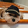 accessory, adorable, black_hat, brown, close_up, dog, eyes, face, fashion, fluffy, funny, fur, gold_chain, indoors, nose, portrait, puppy, small_dog, white_fur, wooden_railing