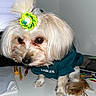 Bailey joined the competition — help win amazing prizes! dog, small_dog, long_hair, white_fur, groomed, bow, hair_accessory, sweater, teal_clothing, eagles, sitting, desk, papers, pens, stationery, indoor, close_up, pet, cute, funny