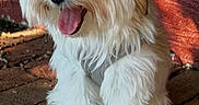 Bailey is registered to the contest to win money with this photo: dog, white_dog, small_dog, fluffy, long_hair, topknot, tongue_out, sitting, outdoor, patio, brick_floor, pet, companion_animal, cute, happy, portrait, collar, groomed, sunlight, playful