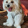 brick_floor, collar, companion_animal, cute, dog, fluffy, groomed, happy, long_hair, outdoor, patio, pet, playful, portrait, sitting, small_dog, sunlight, tongue_out, topknot, white_dog