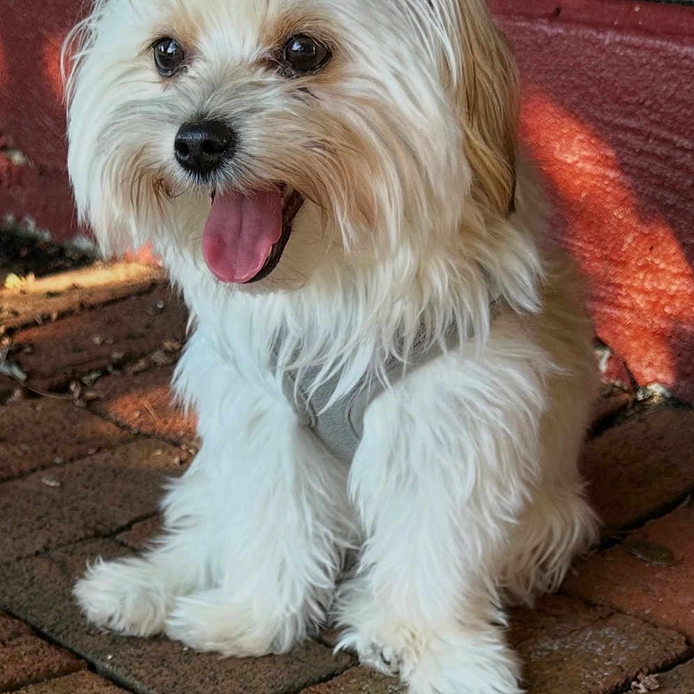Bailey is registered to the contest to win money with this photo: dog, white_dog, small_dog, fluffy, long_hair, topknot, tongue_out, sitting, outdoor, patio, brick_floor, pet, companion_animal, cute, happy, portrait, collar, groomed, sunlight, playful