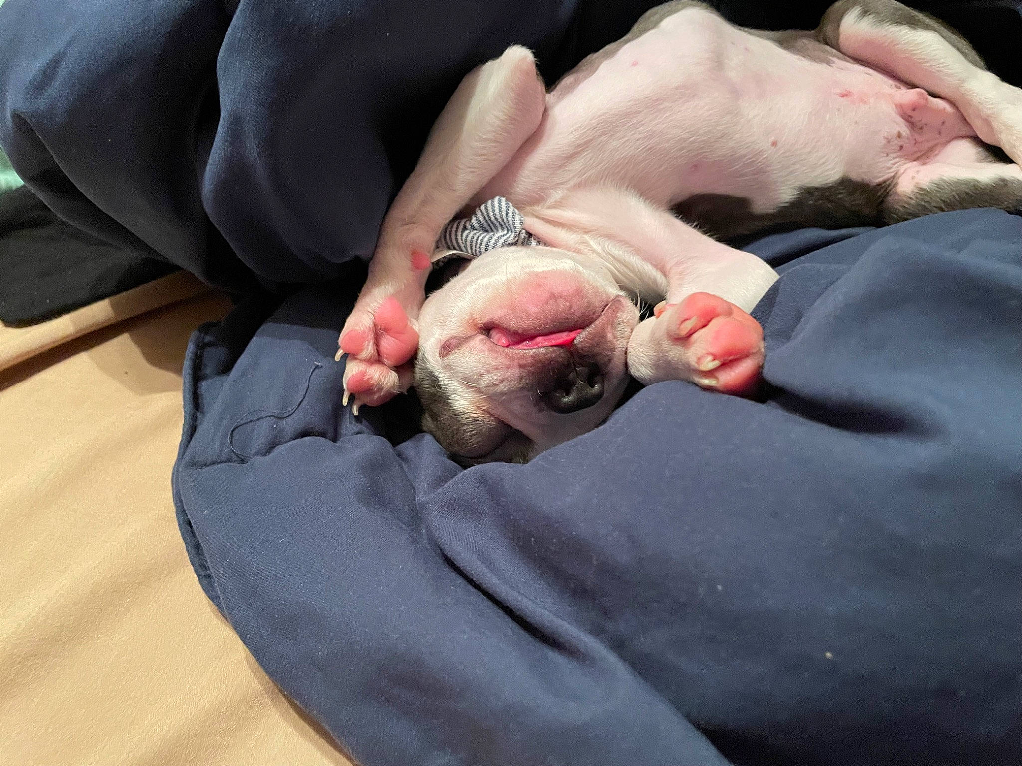 Dexter is registered to the contest to win money with this photo: canidae, carnivore, comfort, companion_dog, dog_breed, felidae, flesh, foot, fur, gesture, human_leg, linens, nail, nap, paw, sitting, sleep, small_to_medium_sized_cats, snout, wrinkle